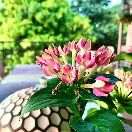 A Casa Dalla Tata Panzió Meina